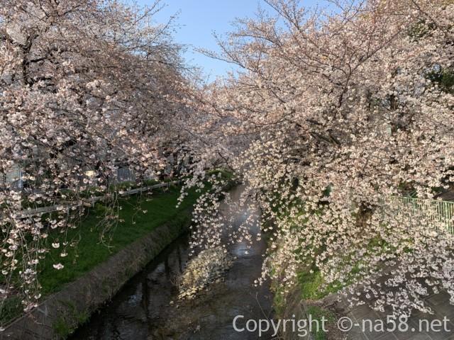 「御用水跡街園」（名古屋市北区）桜並木、瑠璃光橋付近の桜並木