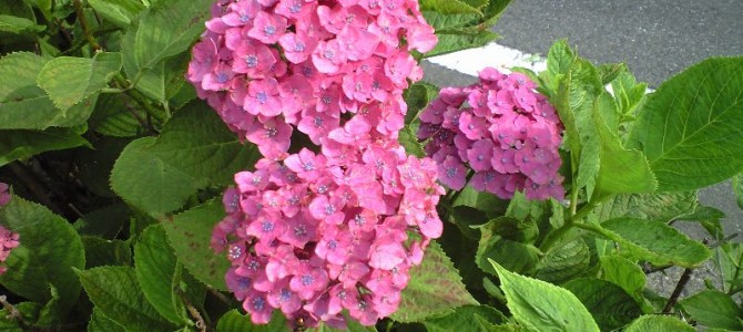 あじさいの色の違い・花弁・咲き方・長く楽しむ方法(豆知識) あじさいの色の違い・花弁・咲き方・長く楽しむ方法(豆知識)