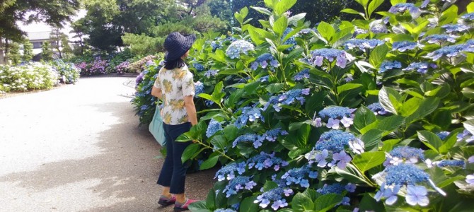 2017年大塚性海寺歴史公園(愛知県稲沢市)あじさい寺は一万株も!文化財の見ごたえも 2017年大塚性海寺歴史公園(愛知県稲沢市)あじさい寺は一万株も!文化財の見ごたえも