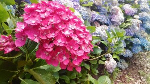 小牧四季の森あじさい