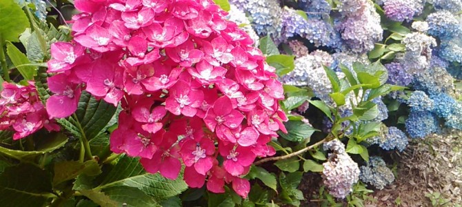 愛知県内(名古屋市内)あじさい名所ランキング2018(H30)すべて行ってきました 愛知県内(名古屋市内)あじさい名所ランキング2018(H30)すべて行ってきました
