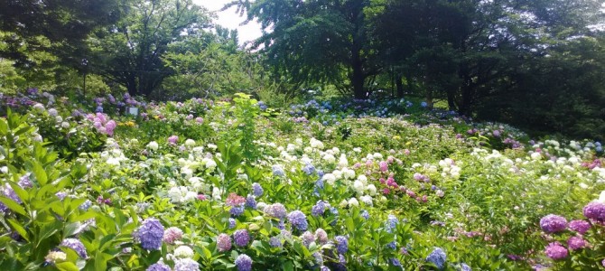 茶屋ヶ坂公園(名古屋市千種区)あじさいの見ごろ2018年(H30)駐車場やトイレ 茶屋ヶ坂公園(名古屋市千種区)あじさいの見ごろ2018年(H30)駐車場やトイレ