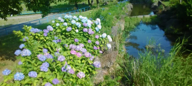 庄内緑地公園のあじさい園2018年(平成30年)駐車場・家族で楽しい施設 庄内緑地公園のあじさい園2018年(平成30年)駐車場・家族で楽しい施設
