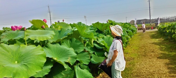 花はすを観賞・4日の短命を観るには「蓮見の会」へ(愛知県愛西市) 花はすを観賞・4日の短命を観るには「蓮見の会」へ(愛知県愛西市)