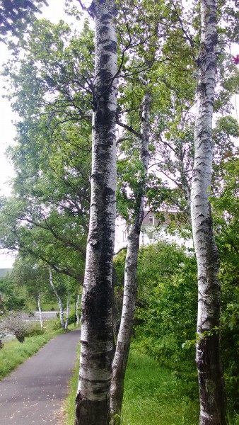 白樺湖周辺の白樺の木々