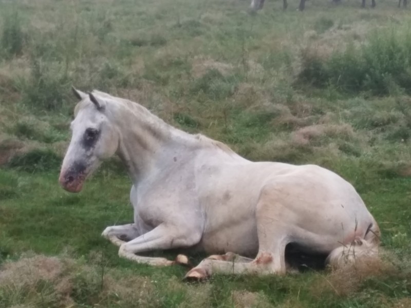 霧の牧場で寝そべる白馬