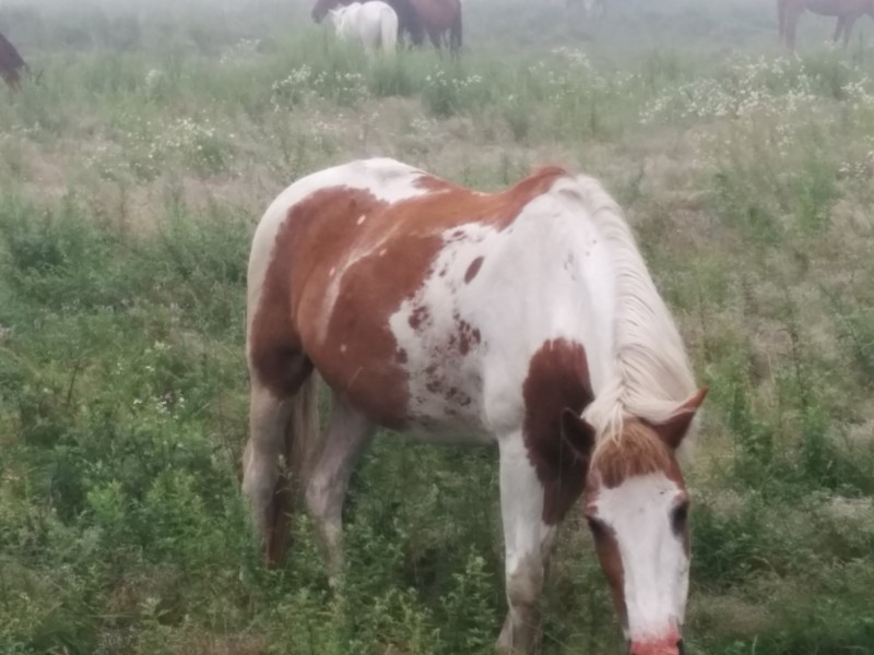 霧の牧場で人懐っこい馬