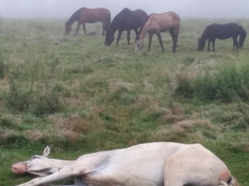霧の牧場で寝そべる白馬