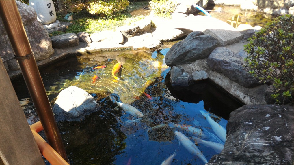 「尾張猿田彦神社」愛知県一宮市の池の鯉