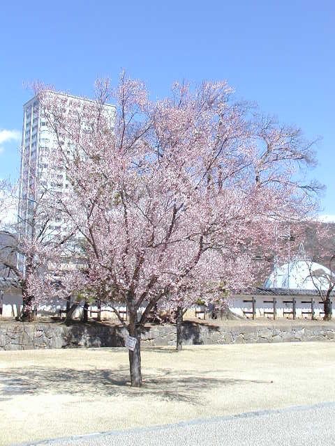 舞鶴城公園（甲府城跡）のソメイヨシノ桜