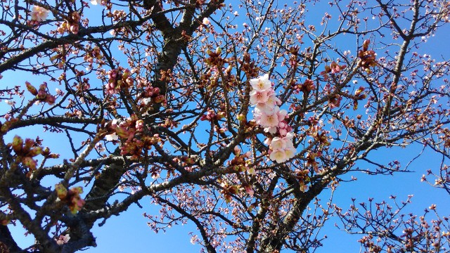 静岡県熱海市のあたみ桜サンビーチにて