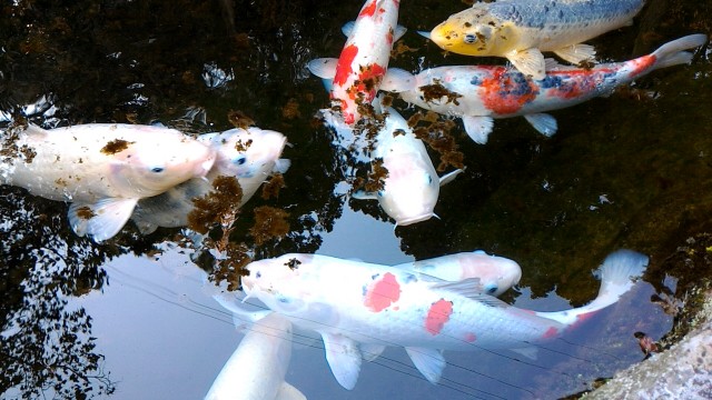 MOA美術館手前の日本庭園の池の鯉