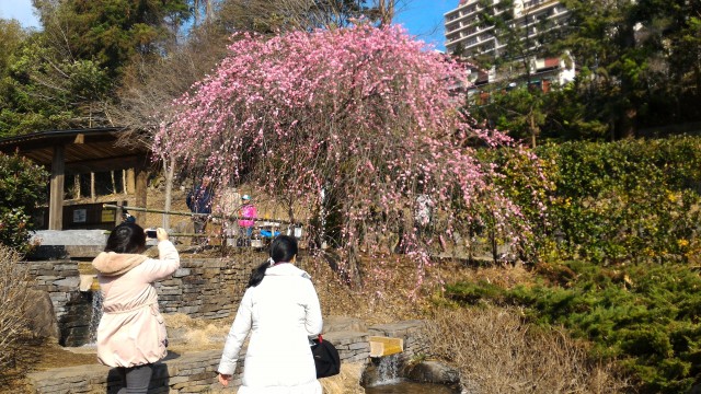 熱海梅園の梅・園内の様子2月上旬は見ごろのピークです(静岡県熱海市) 熱海梅園の梅・園内の様子2月上旬は見ごろのピークです(静岡県熱海市)