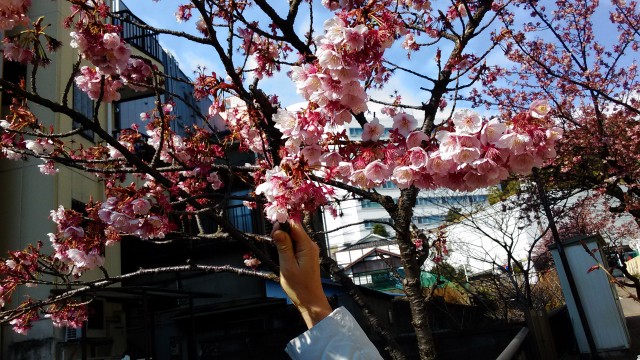 あたみ桜満開糸川沿いで