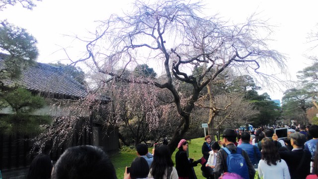 皇居花見乾通り一般公開の桜の様子