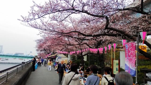 隅田川（東京都）桜まつりで花見の皆さん