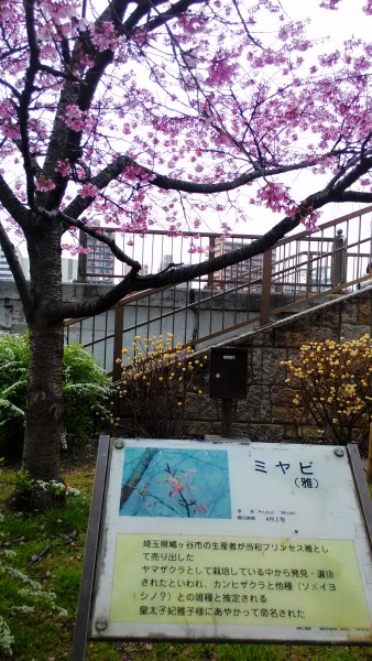 隅田川で皇太子妃美智子様にちなんだ桜「雅」