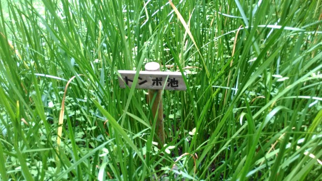 名古屋市千種区平和公園「里山の家」からのくらしの森散策蕗トンボ池