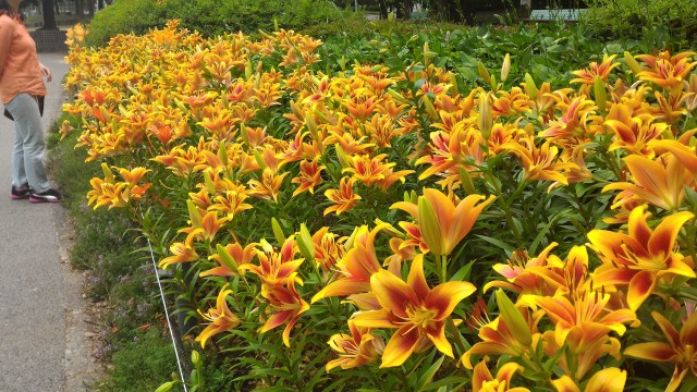 千種公園（名古屋市千種区）ユリの花園鮮やかに咲く