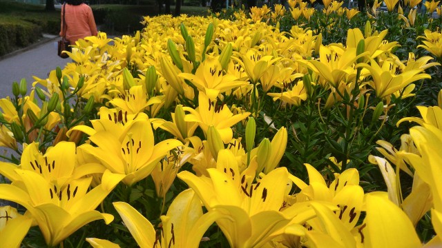 千種公園（名古屋市千種区）ゆり園の満開のゆり黄色