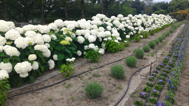 荒子川公園（名古屋市港区）のサンクガーデンの白いあじさい