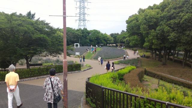 荒子川公園（名古屋市港区）のラベンダー園