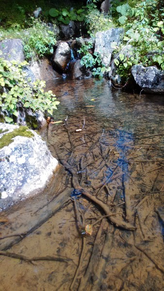 茶臼山高原の矢筈池（やはずいけ）の周囲散策路にある湧き水と大きなタニシ