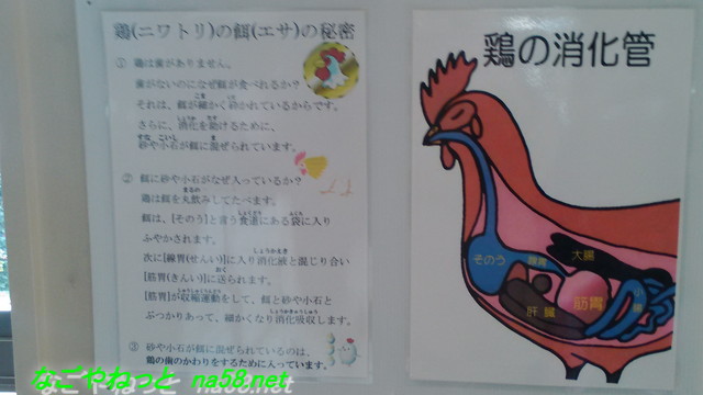 名古屋市農業センター（でらファーム）鶏の消化器の説明