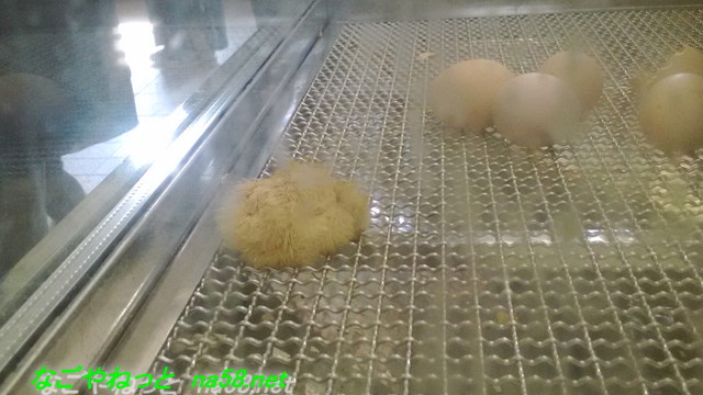 名古屋市農業センター（でらファーム）卵のカラを割って生まれたばかりのひよこ