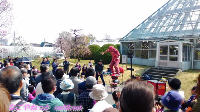 名古屋市農業センターでらファームのしだれ梅まつり梅園での大道芸人