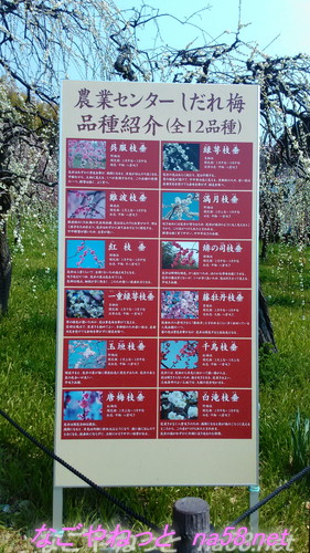 名古屋市農業センターでらファームのしだれ梅まつり梅の紹介看板