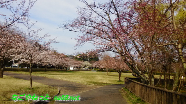 名古屋市平和公園桜の園の桜