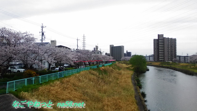 名古屋市天白区天白川（植田川）桜花見提灯