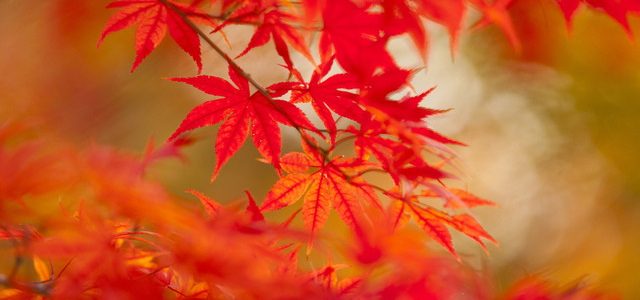 紅葉が素晴らしい岩屋堂公園!散策デートにバッチリ・設備に満足(愛知県瀬戸市) 紅葉が素晴らしい岩屋堂公園!散策デートにバッチリ・設備に満足(愛知県瀬戸市)