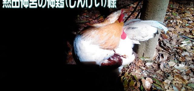 熱田神宮の神鶏(しんけい)様はここに!なぜ?ご利益は?会える場所 熱田神宮の神鶏(しんけい)様はここに!なぜ?ご利益は?会える場所