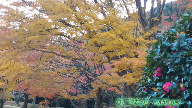 道の駅天城越えの紅葉ピークの11月の様子