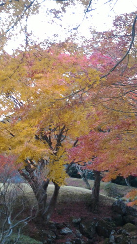 道の駅天城越えの紅葉11月の様子