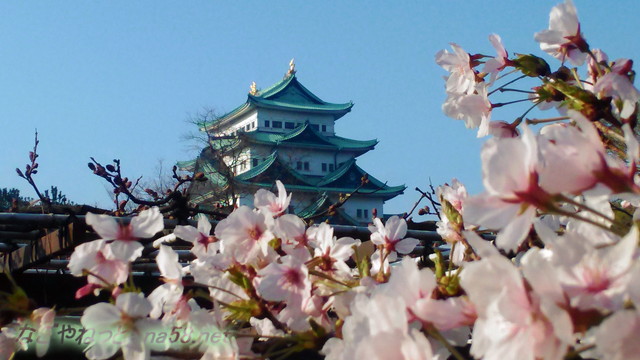 名古屋城と満開のソメイヨシノ