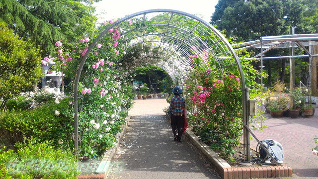 名城公園のバラ園（名古屋市中区）バラのゲート