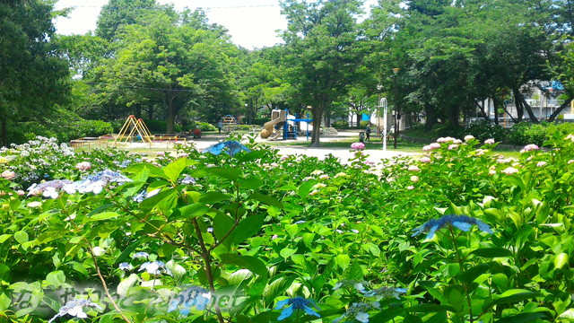 茶屋ヶ坂公園（名古屋市千種区）のあじさい2018年平成30年6月2日