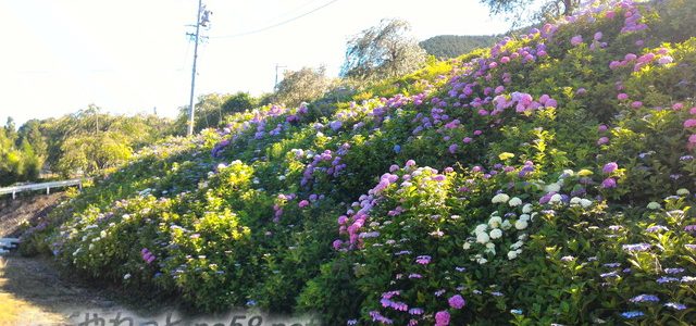 弓削寺(ゆげじ)の1万株のあじさい見ごろは6月下旬・駐車場(岐阜県揖斐郡池田町) 弓削寺(ゆげじ)の1万株のあじさい見ごろは6月下旬・駐車場(岐阜県揖斐郡池田町)