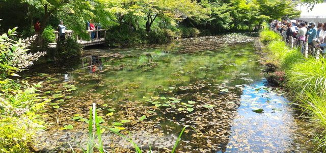 モネの池・スイレン開花時期・時間に合わせて、晴天の6月に(岐阜県関市板取) モネの池・スイレン開花時期・時間に合わせて、晴天の6月に(岐阜県関市板取)