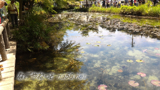 根道神社にある「モネの池」絵画よりきれい（岐阜県関市板取）錦鯉とスイレンが絵になるところは橋のそば