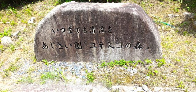 「モネの池」の隣のあじさい園・杉大木とのコントラスト(岐阜県関市) 「モネの池」の隣のあじさい園・杉大木とのコントラスト(岐阜県関市)