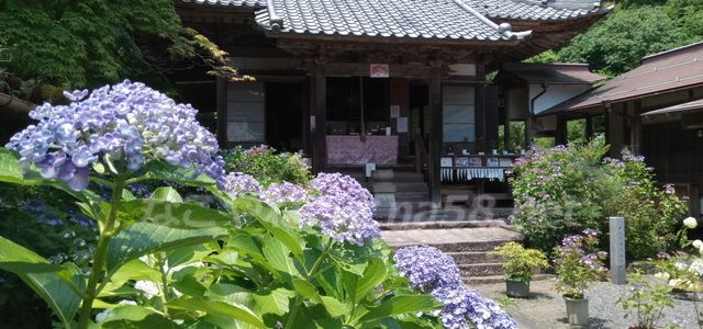三光寺あじさい寺・一万株200種みてきました2018年(岐阜県山県市) 三光寺あじさい寺・一万株200種みてきました2018年(岐阜県山県市)