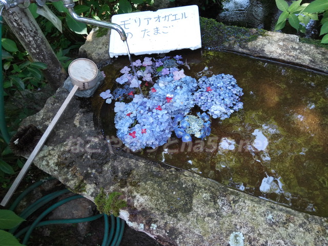 あじさい寺の三光寺（岐阜県山県市）印象に残った池のそば