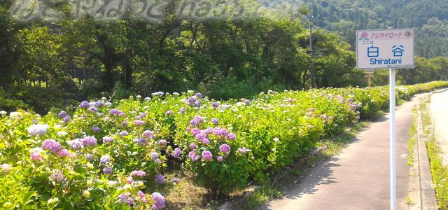 板取あじさいロード24キロを快適ドライブ6月(岐阜県関市) 板取あじさいロード24キロを快適ドライブ6月(岐阜県関市)