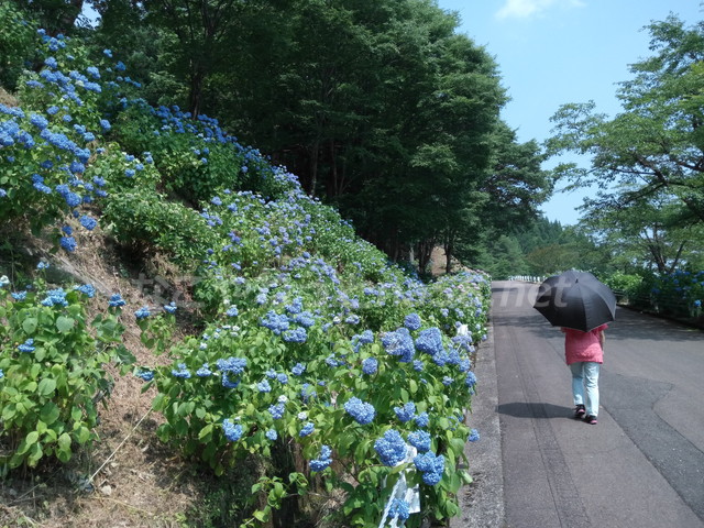 21世紀の森公園（岐阜県関市）のぼり坂を歩き始めた