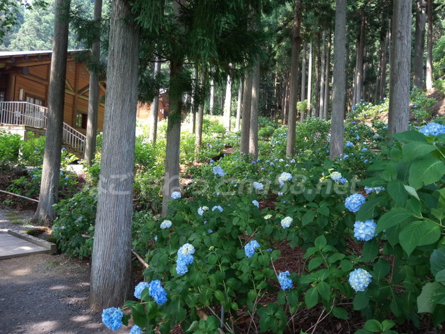 21世紀の森公園（岐阜県関市）学習展示館付近のあじさい