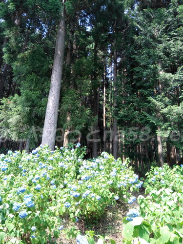 21世紀の森公園（岐阜県関市）の珍しい大株杉付近のあじさい